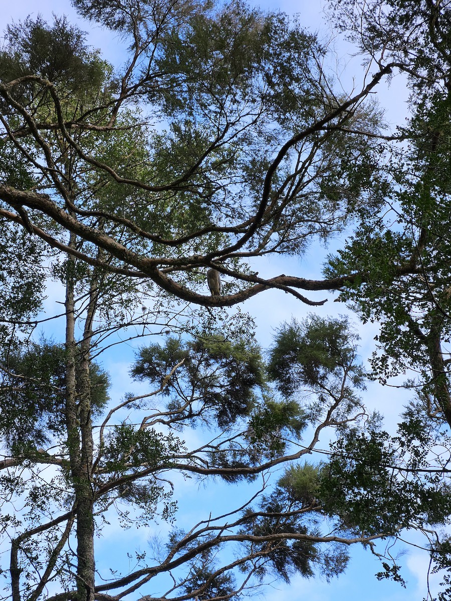 volavka bělolící - ML619838031