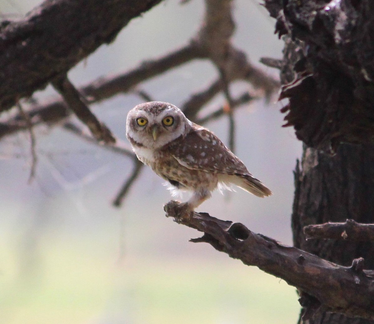 Spotted Owlet - ML619838032