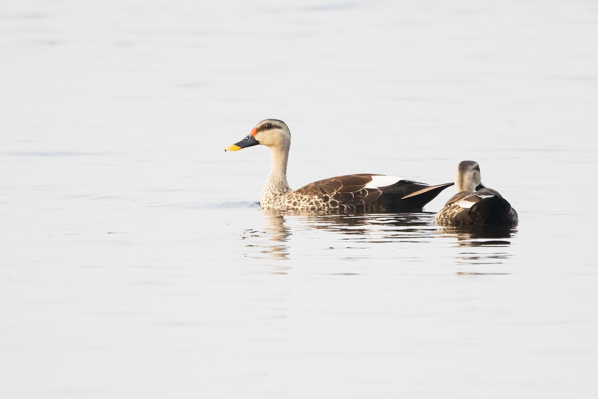 Indian Spot-billed Duck - ML619838039