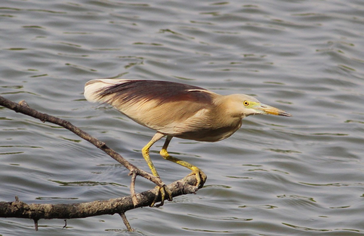 Indian Pond-Heron - ML619838040