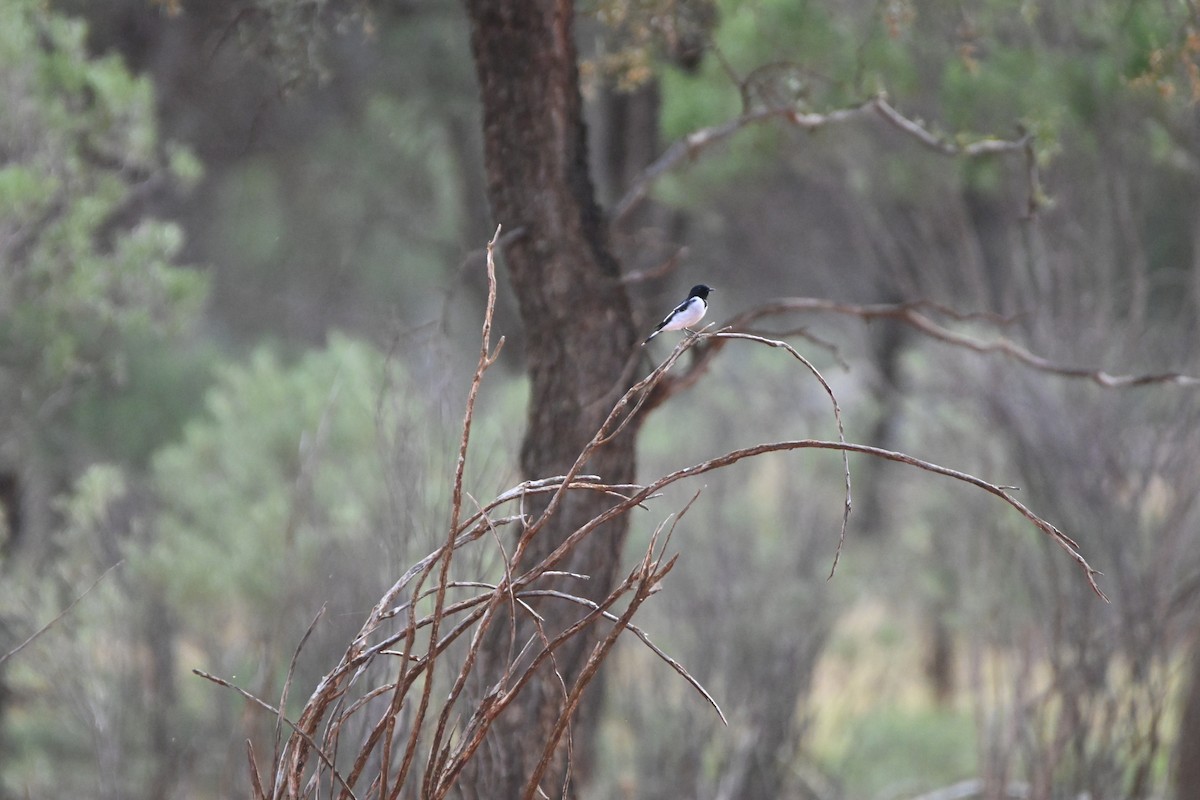 Hooded Robin - ML619838041