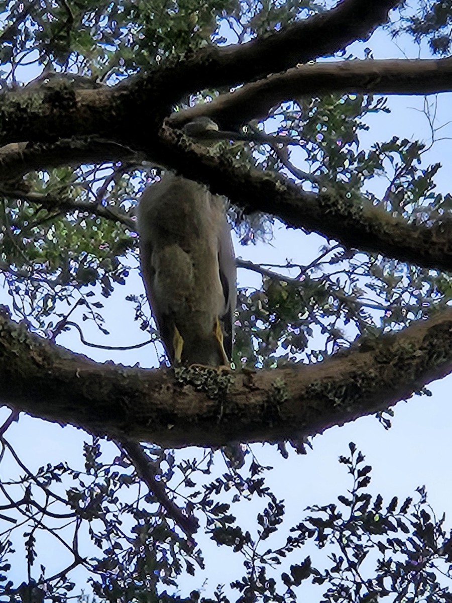 volavka bělolící - ML619838042