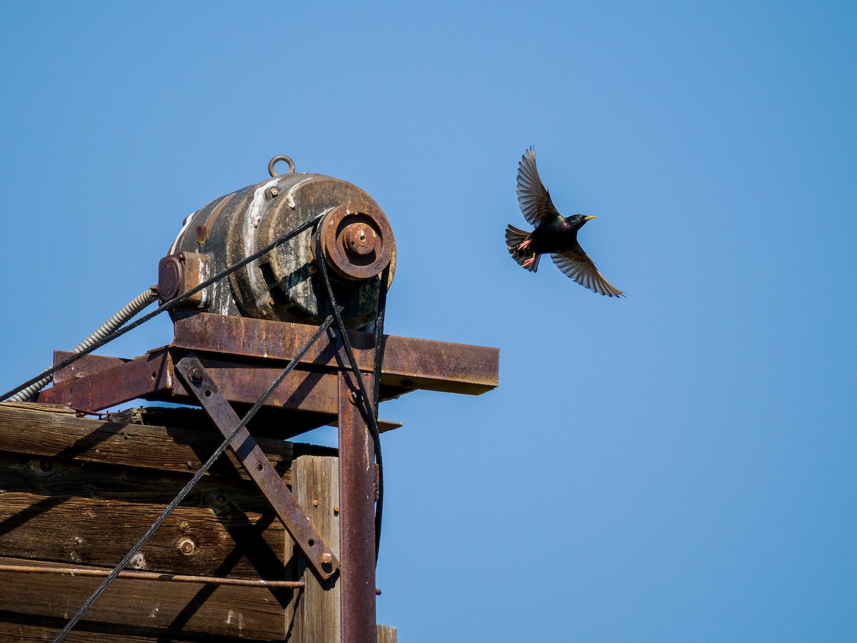 European Starling - ML619838044