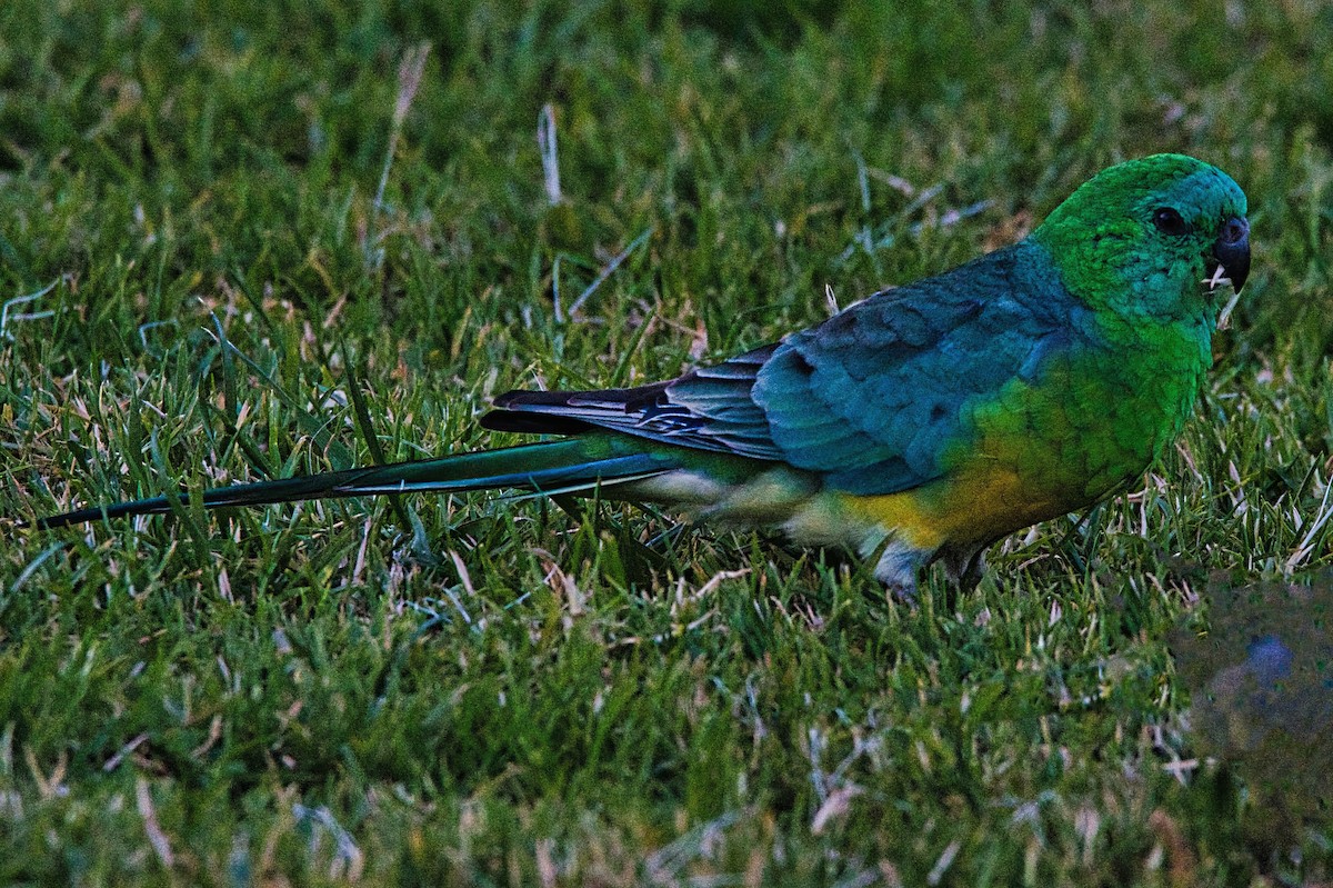 Red-rumped Parrot - ML619838048