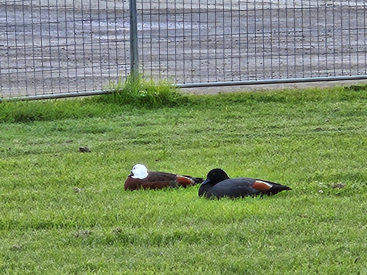 husice rajská - ML619838063