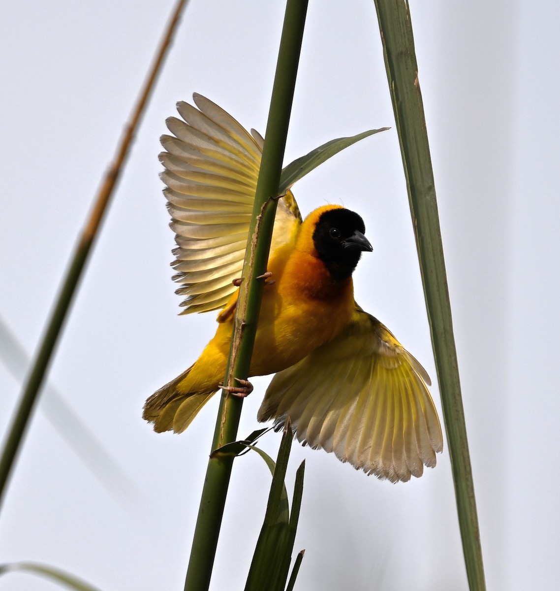 Black-headed Weaver - Lor. Jerun Kid