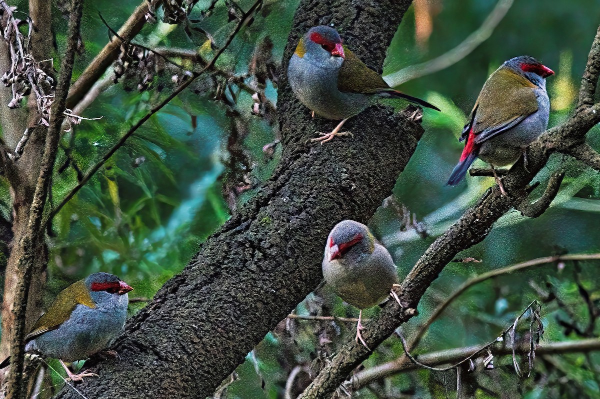 Red-browed Firetail - ML619838072