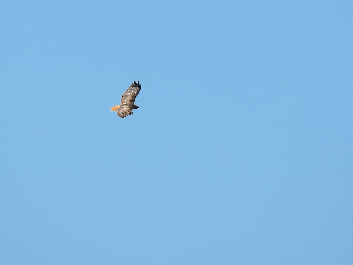 Red-tailed Hawk - ML619838074