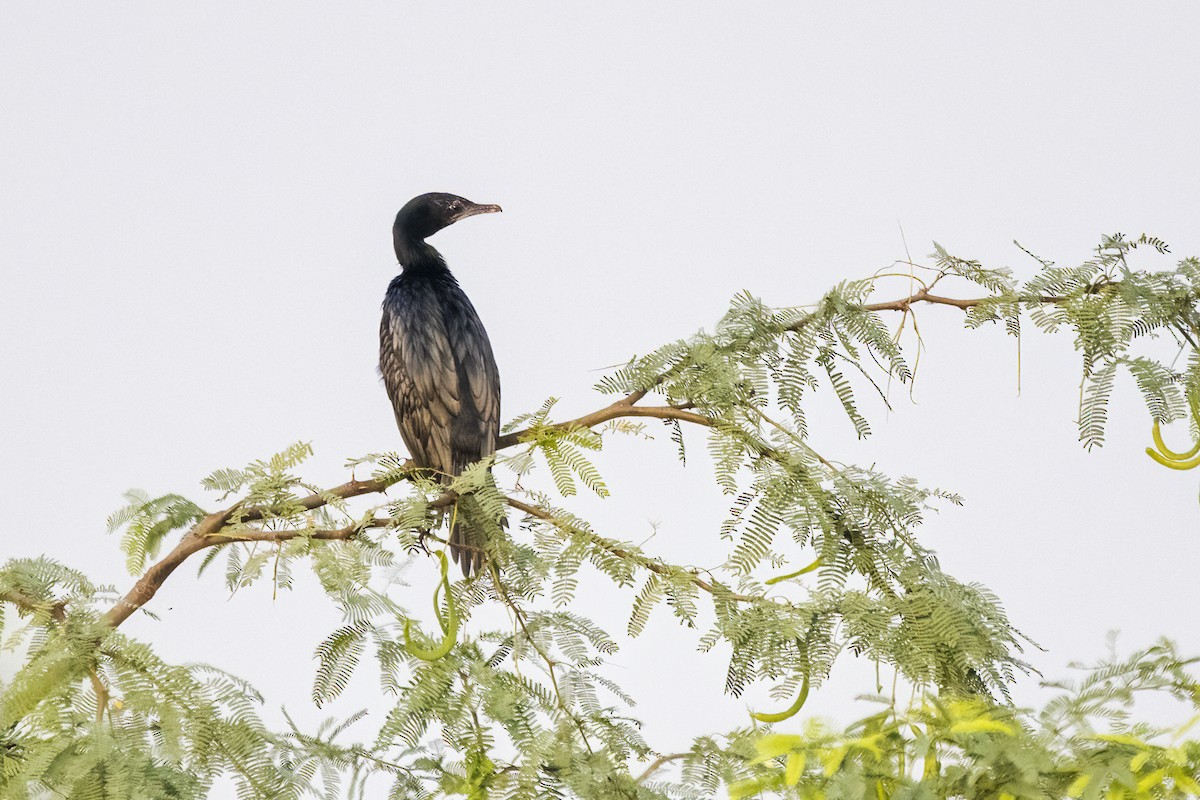Indian Cormorant - ML619838078