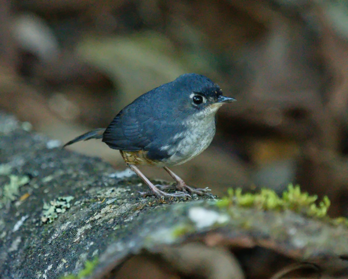 White-breasted Tapaculo - ML619838089