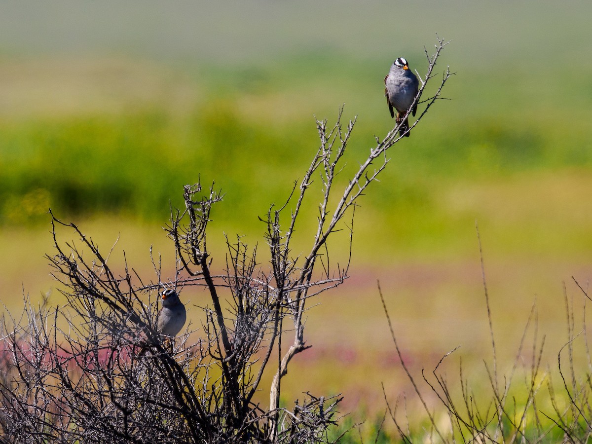 White-crowned Sparrow - ML619838100