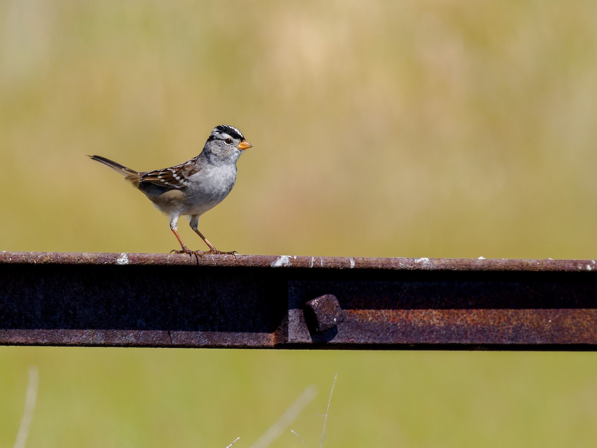 White-crowned Sparrow - ML619838101