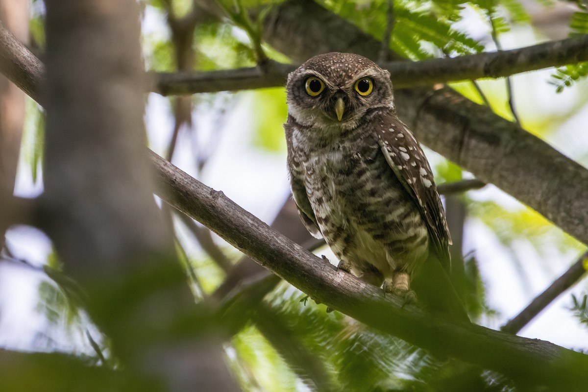 Spotted Owlet - ML619838110
