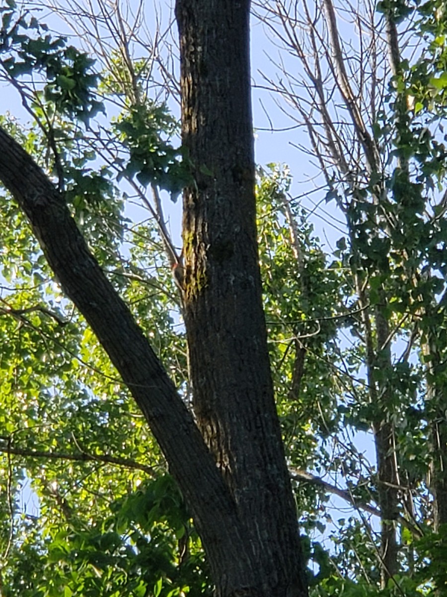 Red-bellied Woodpecker - ML619838120