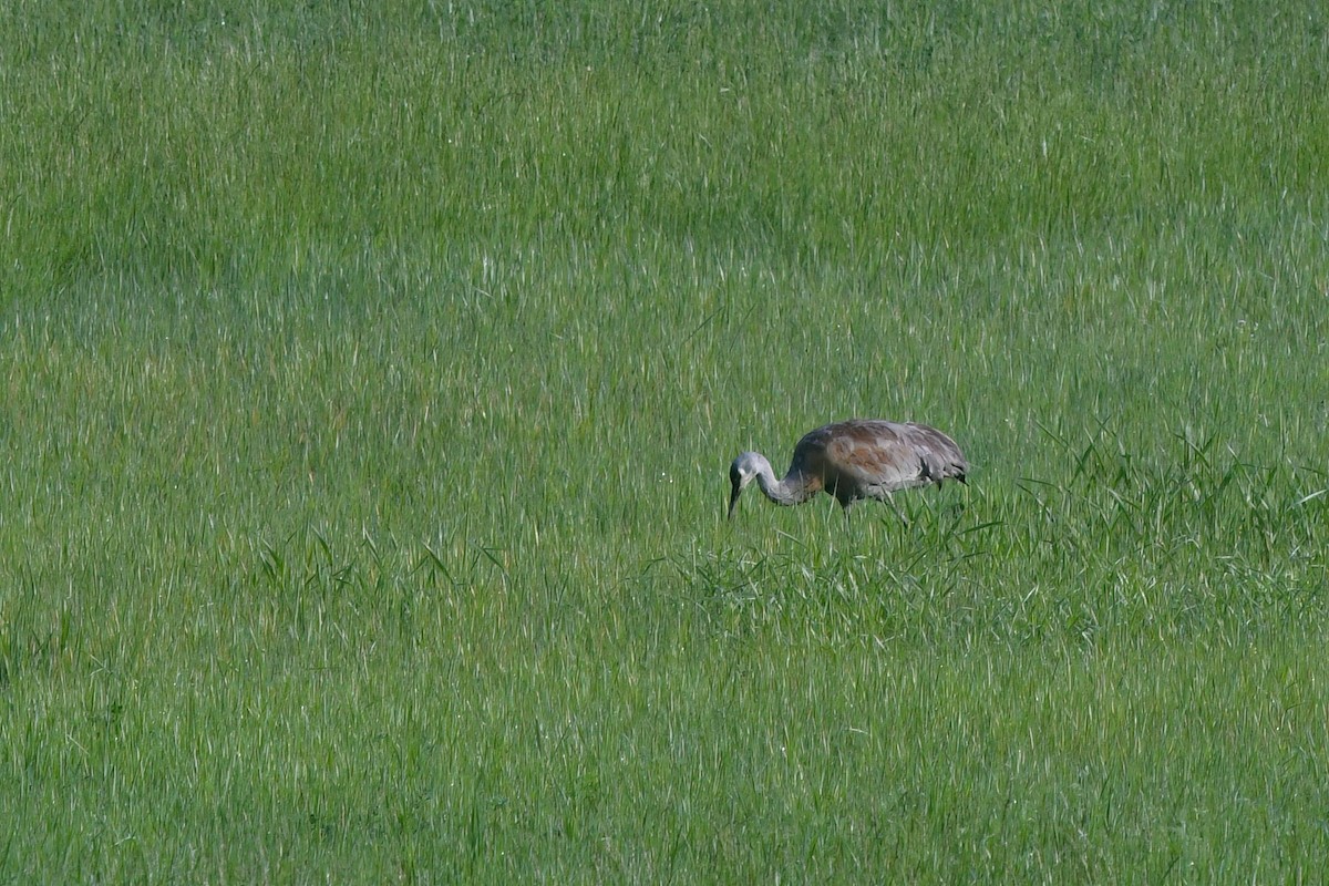 Sandhill Crane - ML619838139