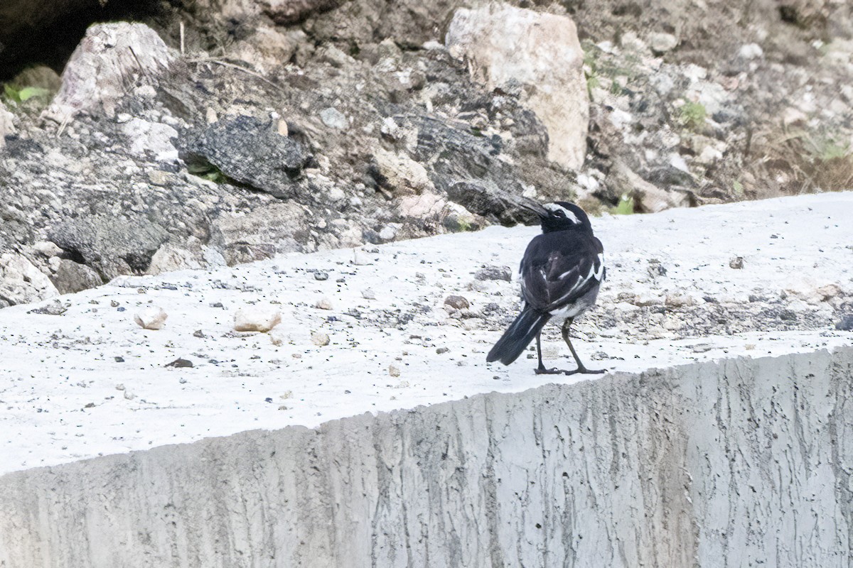 White-browed Wagtail - ML619838140