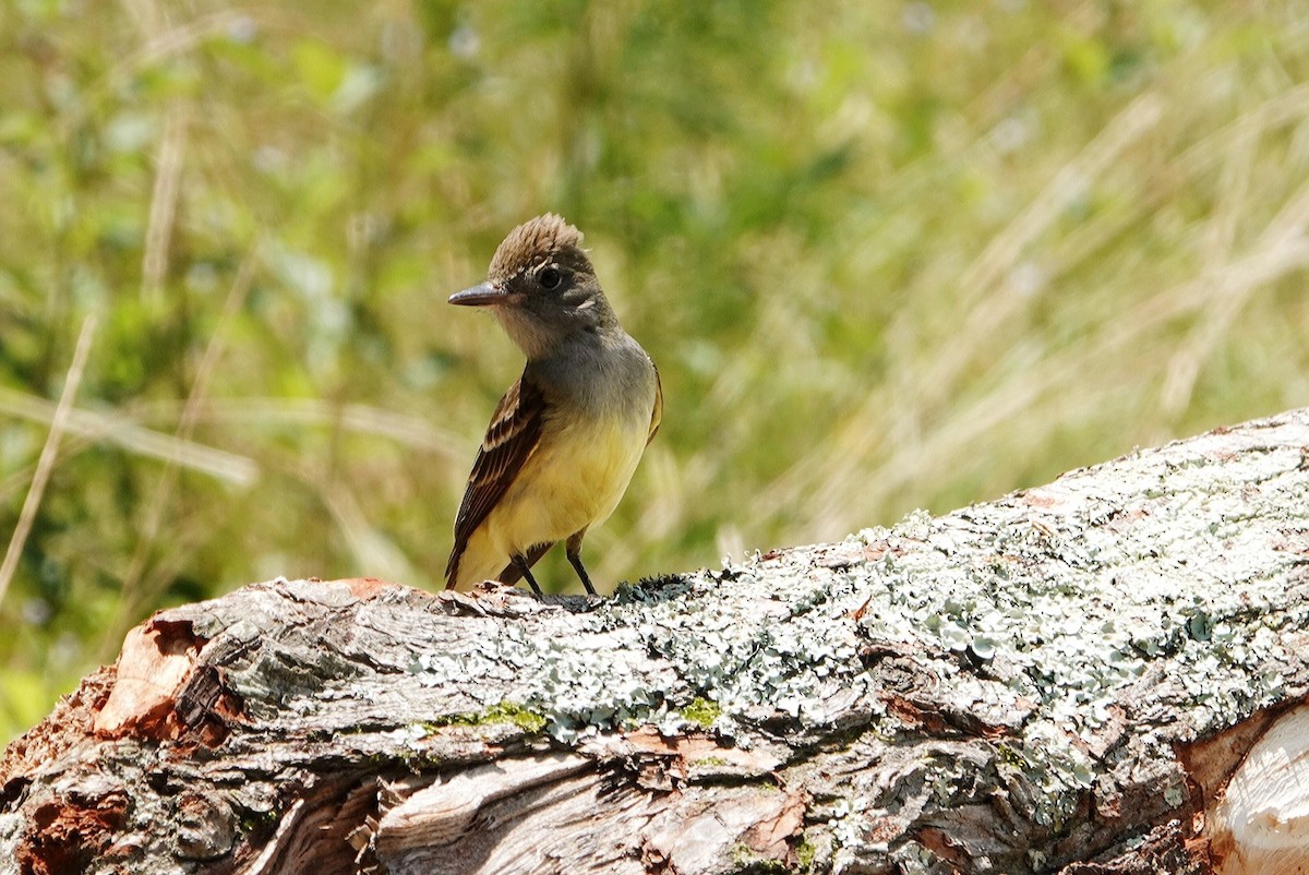 Great Crested Flycatcher - ML619838143
