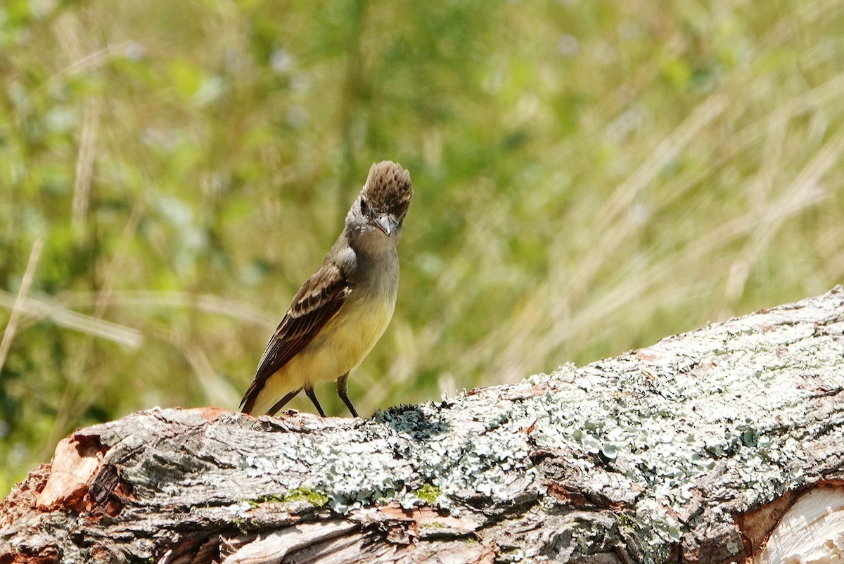 Great Crested Flycatcher - ML619838148