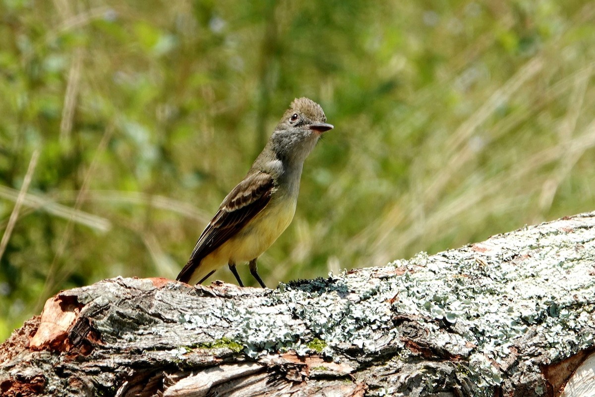 Great Crested Flycatcher - ML619838160