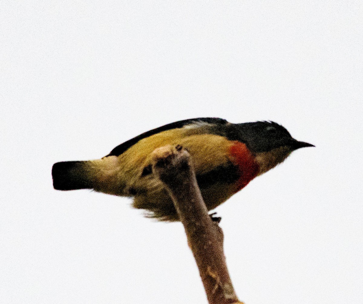 Fire-breasted Flowerpecker - ML619838163
