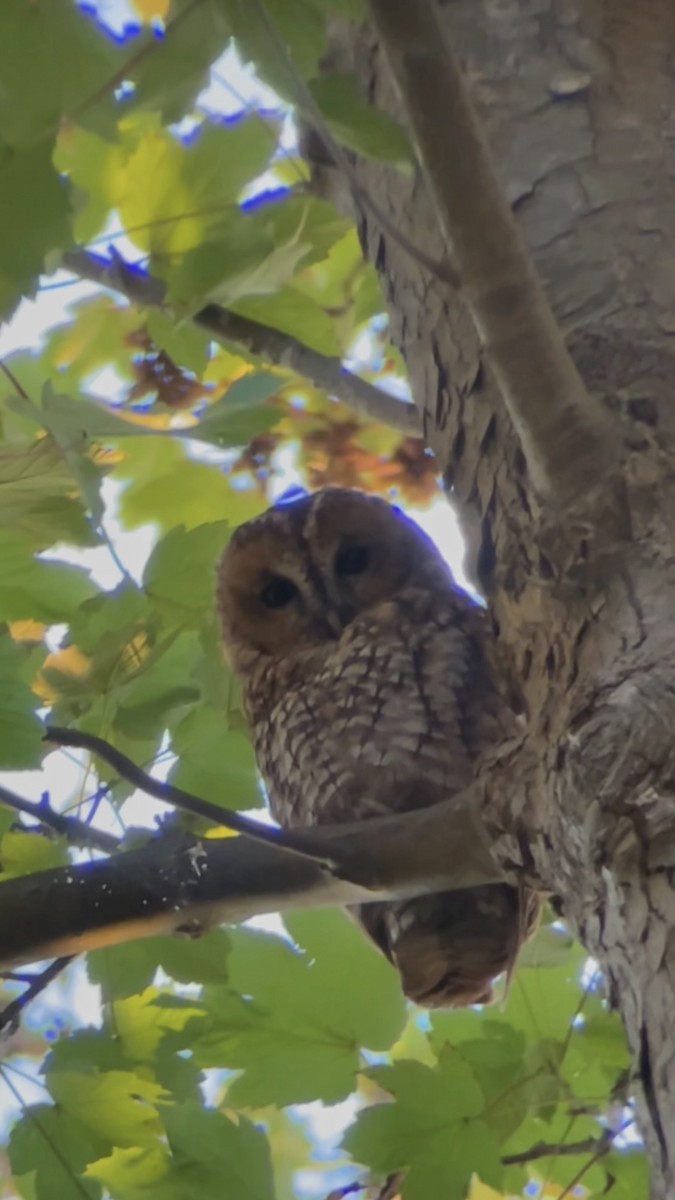 Tawny Owl - ML619838170