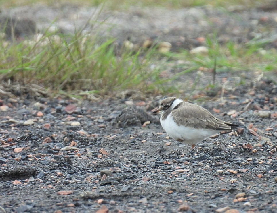 Common Ringed Plover - ML619838184