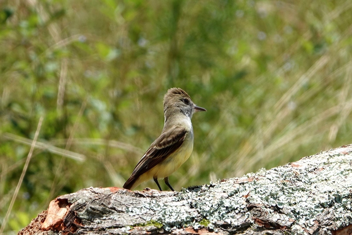 Great Crested Flycatcher - ML619838195