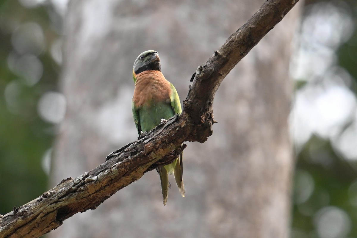 Red-breasted Parakeet - ML619838197