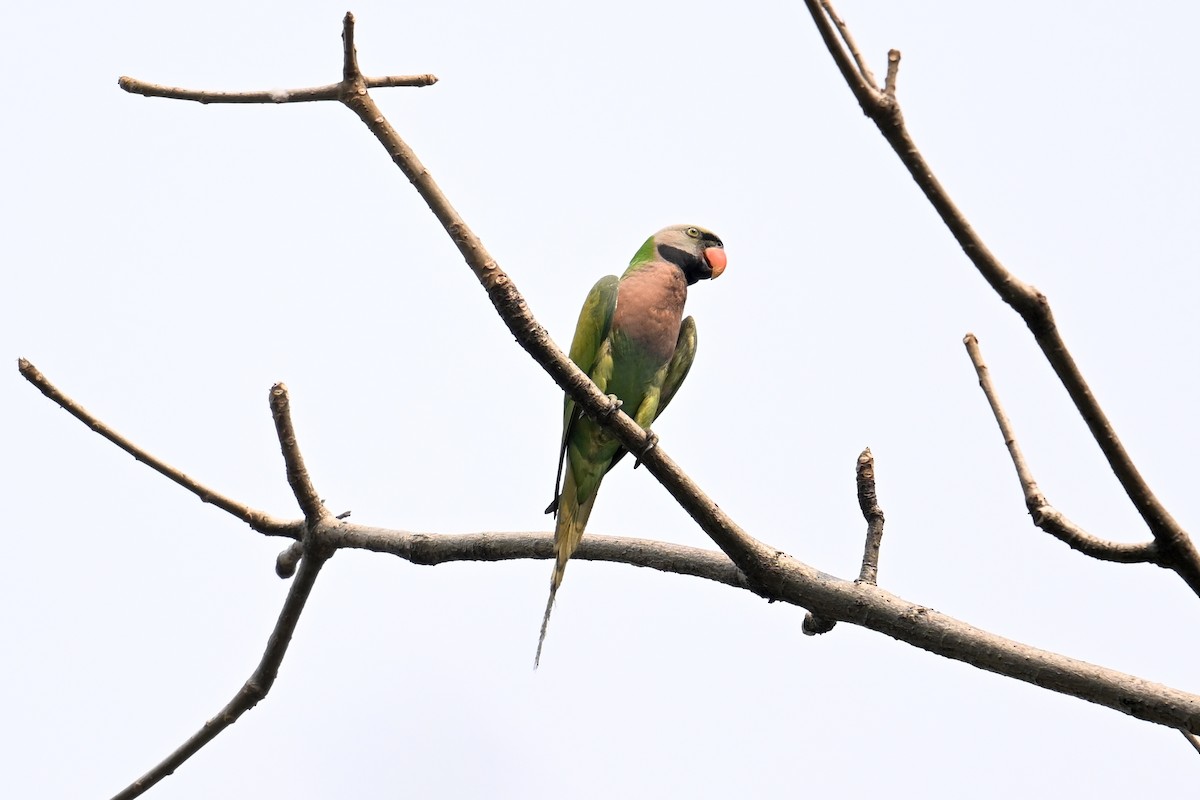 Red-breasted Parakeet - ML619838202