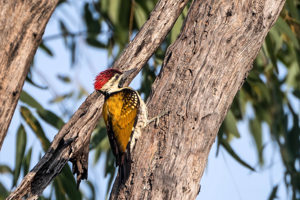 Black-rumped Flameback - ML619838207