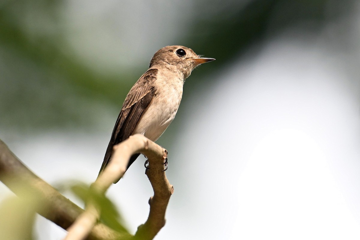 Asian Brown Flycatcher - Qin Huang