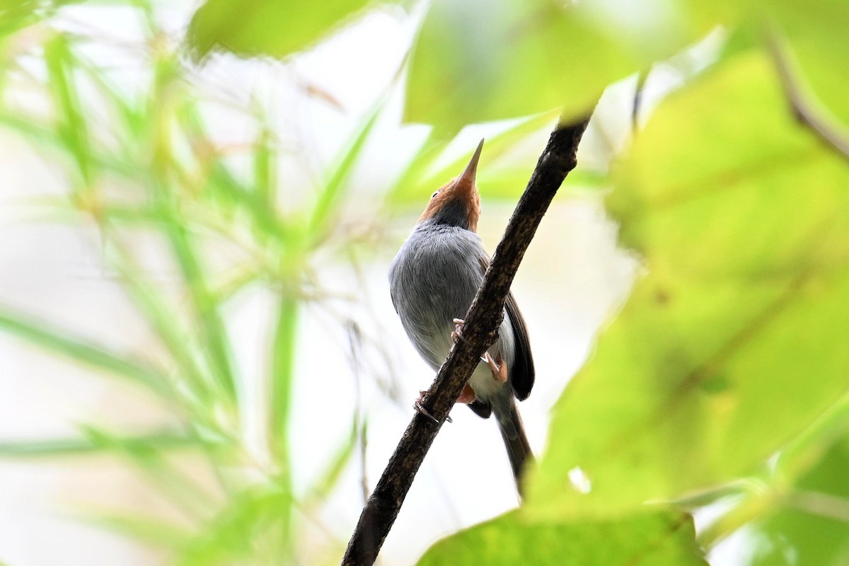 Ashy Tailorbird - ML619838211