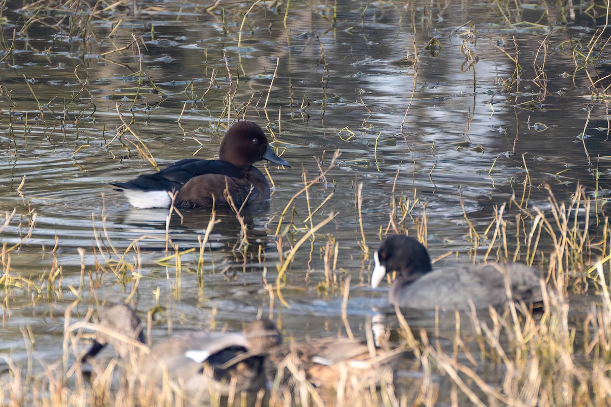 Ferruginous Duck - ML619838217