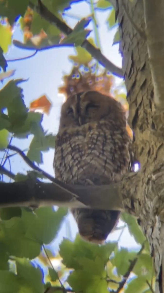 Tawny Owl - ML619838222