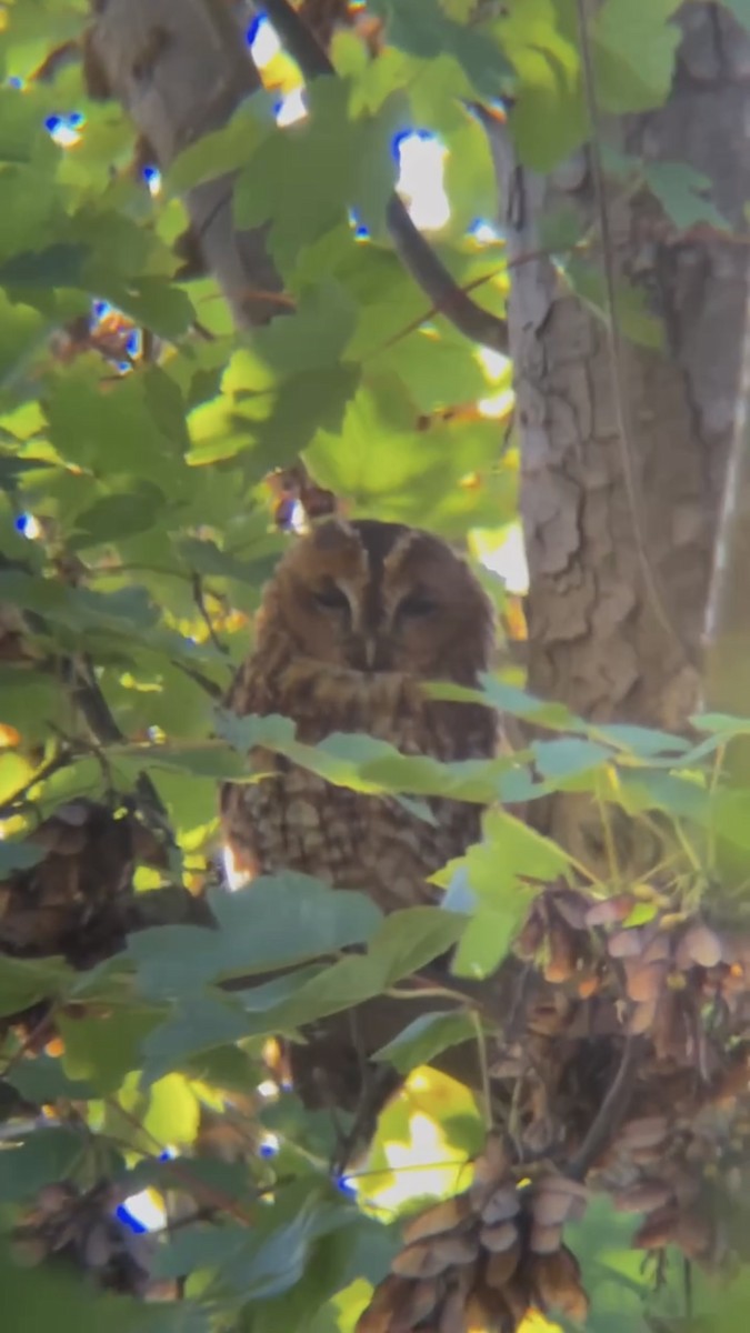 Tawny Owl - ML619838223