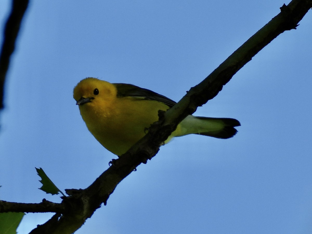 Prothonotary Warbler - ML619838231