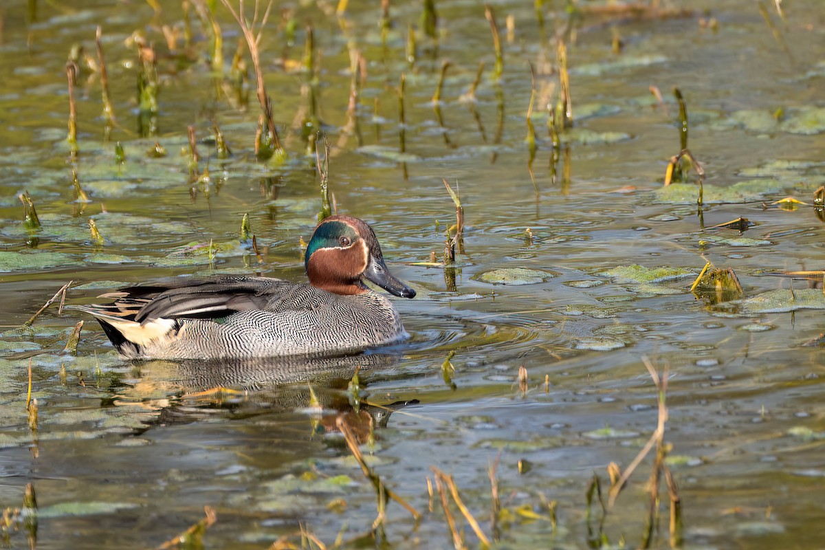 Green-winged Teal - ML619838235