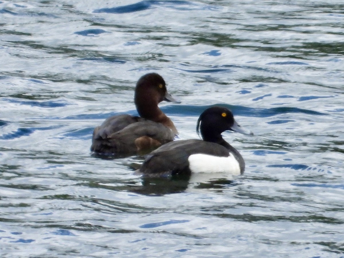 Tufted Duck - ML619838248