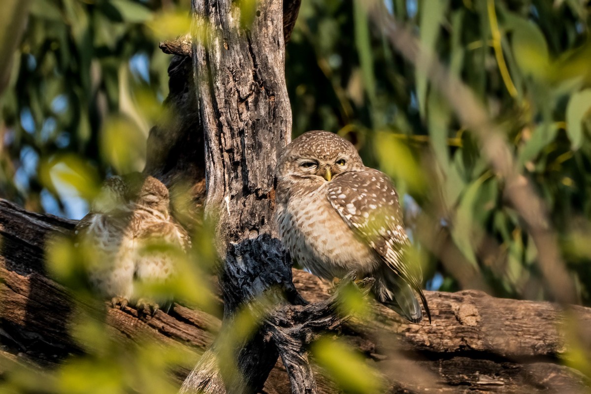 Spotted Owlet - ML619838262