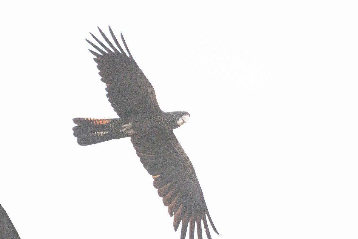 Red-tailed Black-Cockatoo - ML619838274