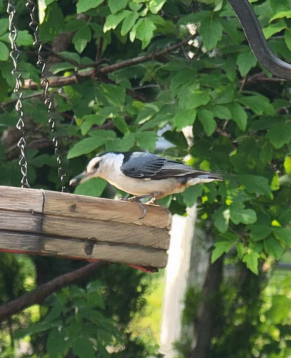 White-breasted Nuthatch - ML619838312