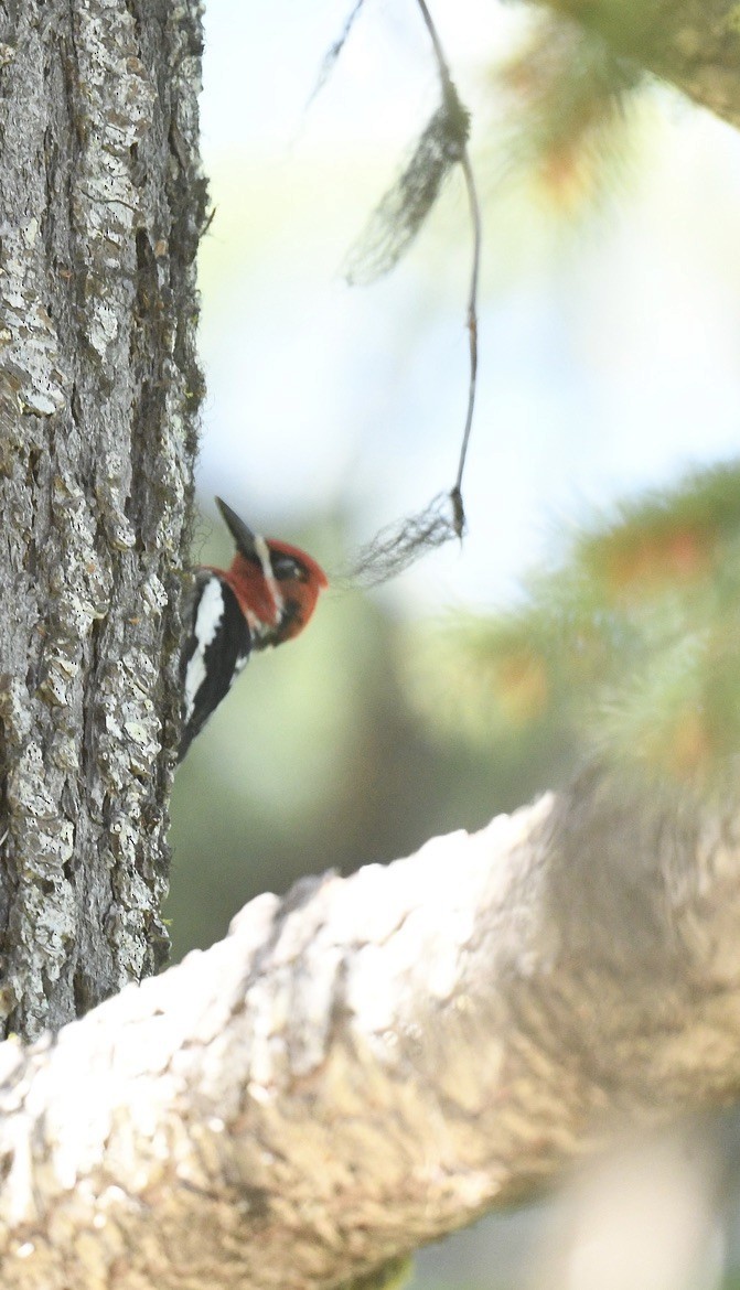 Red-breasted Sapsucker - ML619838313