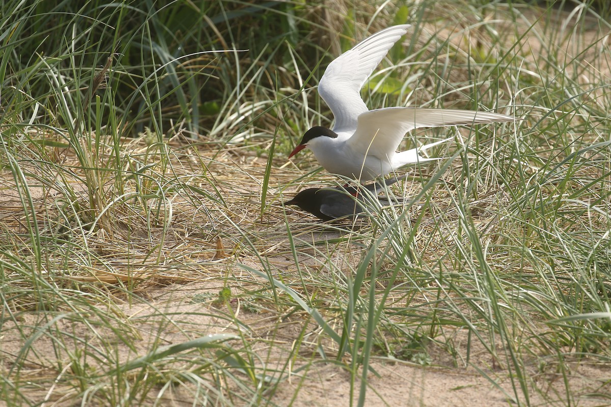 Black Tern (American) - ML619838318