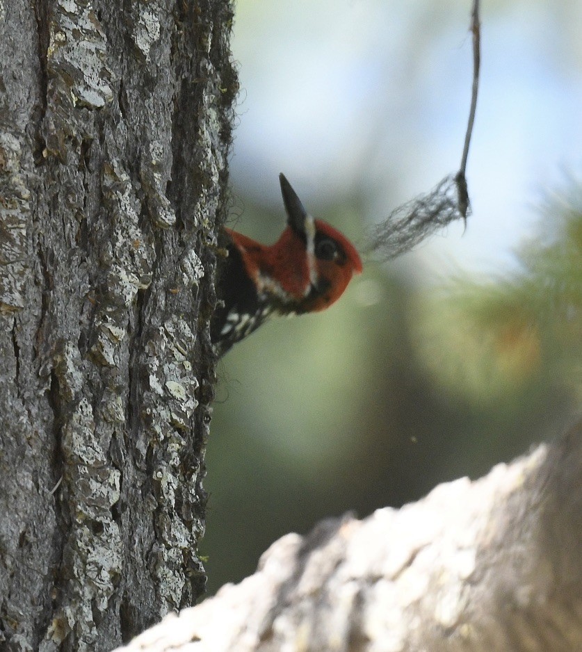 Red-breasted Sapsucker - ML619838320