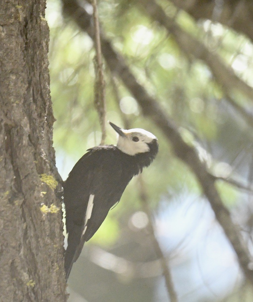 White-headed Woodpecker - ML619838322