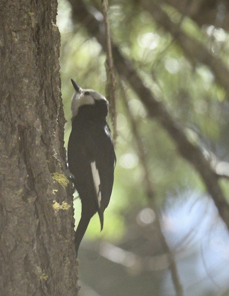 White-headed Woodpecker - ML619838323