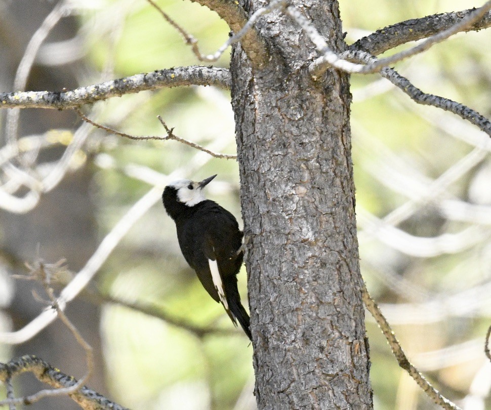 White-headed Woodpecker - ML619838324