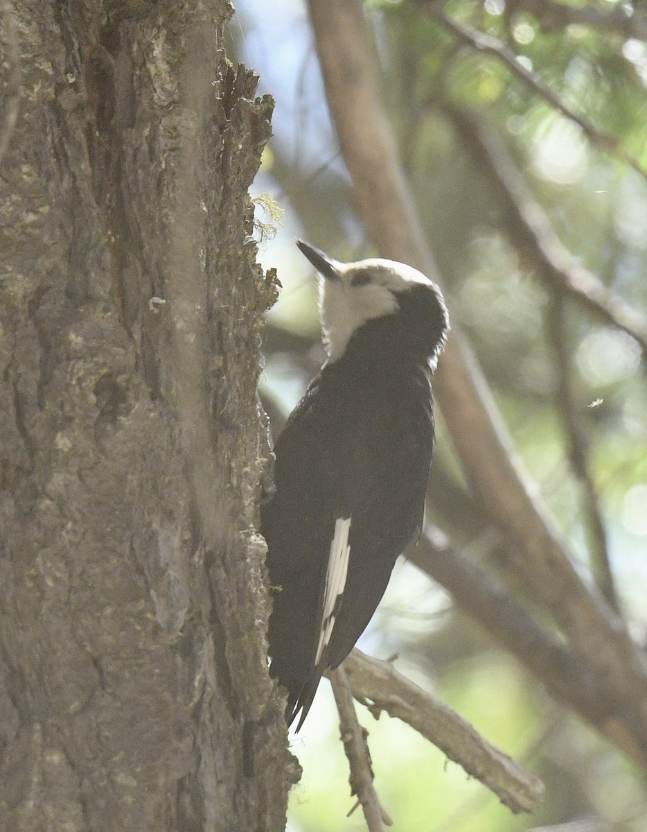 White-headed Woodpecker - ML619838325