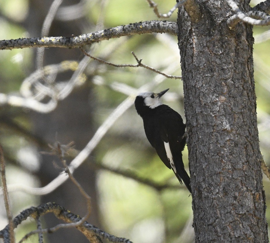 White-headed Woodpecker - ML619838326