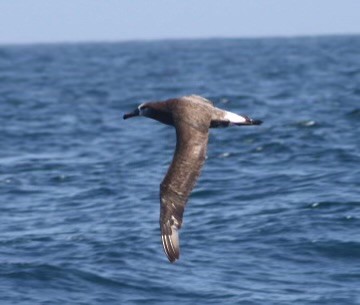Black-footed Albatross - ML619838378